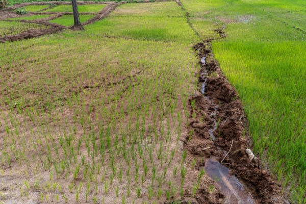 Erosion dans un champ. colline Rushubije, sous-colline Cogo, Ntega, Kirundo