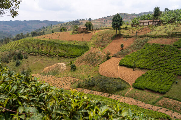 Champs de thé. Colline Muganza, Matongo, Kayanza