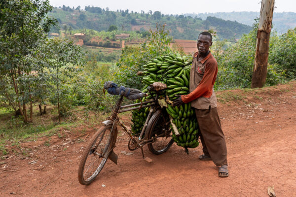 Transport de bananes. Gahombo, Ngozi
