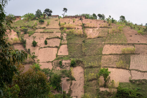 Parcelles sur les flancs d'une colline pentue. Butaganzwa, Kayanza