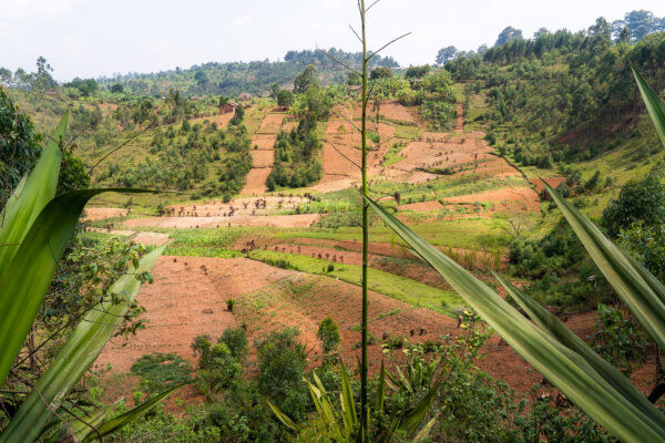 Gatara, Ngozi