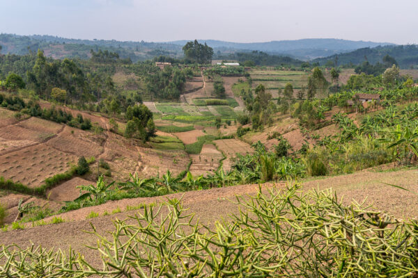 Gatara, Ngozi