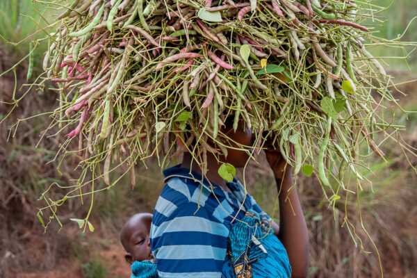 Retour du champ. Butaganzwa, Kayanza