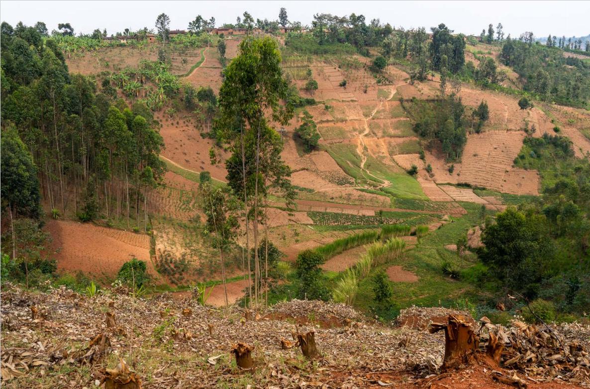 Vue d'une colline déforestée pour l'agriclture