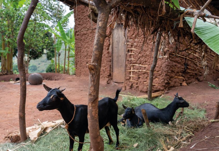 élevage de chèvre familial Burundi
